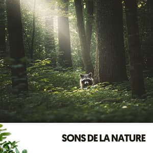 Sons de la Nature: Symphonie de la Nature - Ocean Sounds Plus