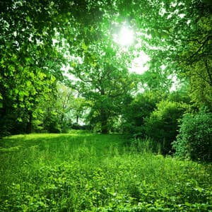 Serenade in Green: Nature's Harmonic Palette Unleashed - JBE Nature Sounds