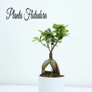 Planta Flotadora - Sonidos Naturaleza