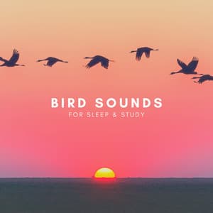 Bird Sounds For Sleep & Study - Natural Sounds