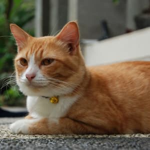 Rainy Cat Serenity: Piano Rain for Calm Felines - Piano Music For Quiet Moments