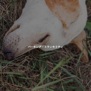 バーキング・トランキリティ - Bossa Lounge Deluxe