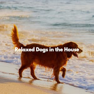 Relaxed Dogs in the House - Desayuno Jazz Ambiente