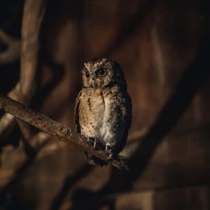 Hoot & Harmony: Owl and Wind Meditation Sounds - Owl Sounds Recordings