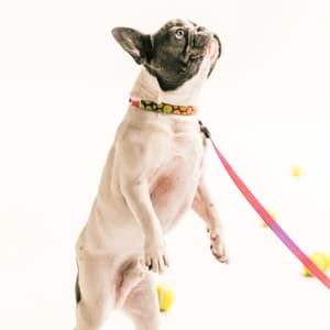 Music for Dog Anxiety - Piano - Dog Jazz Music