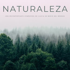 Naturaleza: Una Reconfortante Atmósfera De Lluvia En Medio Del Bosque - Pájaros del Bosque