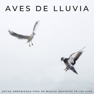 Aves De Lluvia: Gotas Armoniosas Para Un Masaje Inspirado En Las Aves - Lluvia PQ