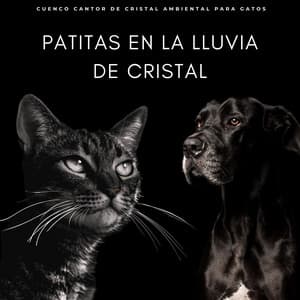 Patitas En La Lluvia De Cristal: Cuenco Cantor De Cristal Ambiental Para Gatos - Vishuda Cuencos Tibetanos