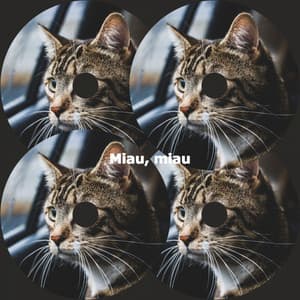 Miau, miau - Jazz Chill Out Lounge