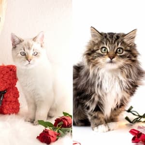 Artistic Music for Peaceful Times with Cat - Harmonica Solo - Calm Music for Cats