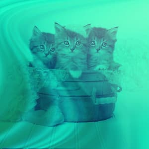 Background Music - Sleepy Cats - Cat Music Relaxation