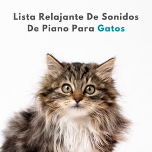 Lista Relajante De Sonidos De Piano Para Gatos - Canal de piano clásico