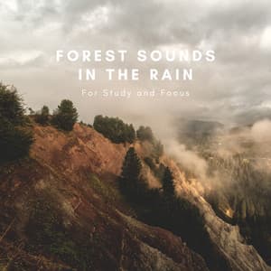 Forest Sounds In The Rain For Study And Focus - Natural Sounds Selections