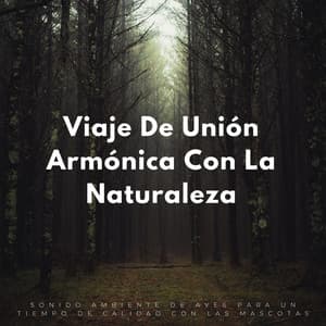 Viaje De Unión Armónica Con La Naturaleza: Sonido Ambiente De Aves Para Un Tiempo De Calidad Con Las Mascotas - Canciones de animales y pájaros