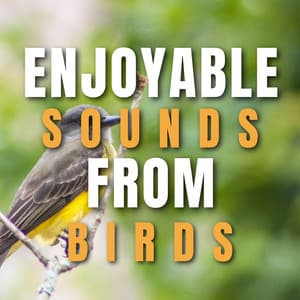 Enjoyable sounds from Birds - Bird Songs