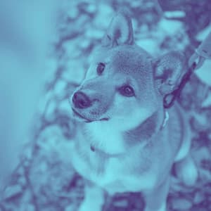 Retro Ambiance for Roaring Pups - Dog Calming Music