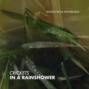 Crickets in a Rainshower - Música de la Naturaleza