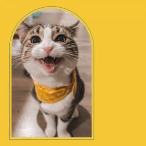 Backdrop for Sleepy Kitten - Trumpet and Alto Sax - Music for Resting Cats