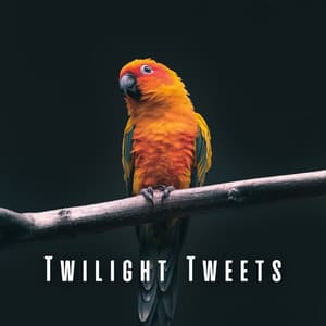 Twilight Tweets: Light Rain and Bird Melodies for Sleep - Night Sounds Association