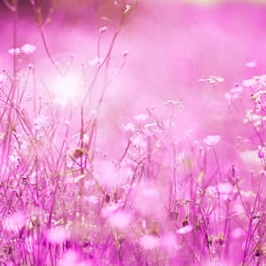 Serene Ambiance for Momentive Pictures - Chill Jazz-Lounge