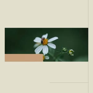 Jazz Trio - Background for Mental Exercises - Wine Bar Music