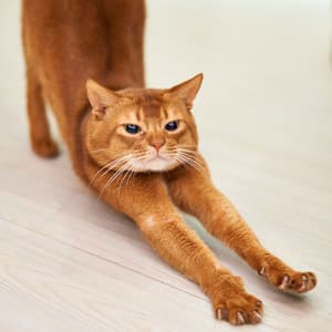 Harmonic Stretches: Lofi Cat's Melodies for Playful Moments - Lofi Sleep