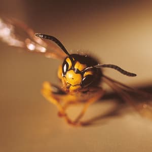 Nature Studies, Vol. 11: Minimal Backdrops 1 - Peter Bento