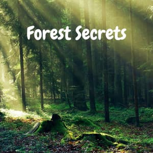 Forest Secrets - Sampling XL
