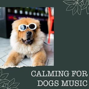 Calming for Dogs Music - Calming for Dogs