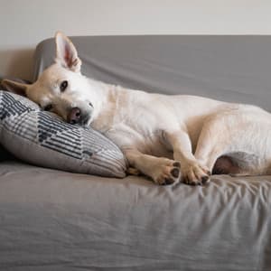 Serene Lofi Soundwaves: Melodies of Dog Rest - Chilledcow