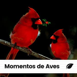 Momentos de Aves - Pájaros del Bosque