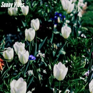 Sunny Vibes - Harlem Jazz Guitar Quartet