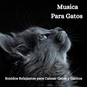 Musica para Gatos: Sonidos Relajantes para Calmar Gatos y Gatitos - Relax My Kitten