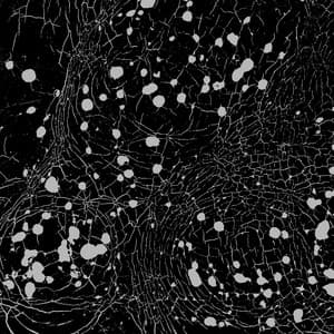 The Evening Hopefuls - Hainbach