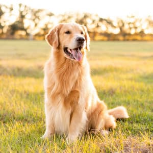 Calm Companion: Music for Dog Relaxation - Instrumental Christian Music Players