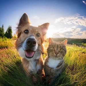 Compañeros Tranquilos: Canciones Para La Serenidad De Las Mascotas - Ballena tranquila