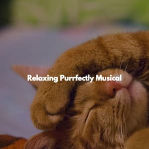 Relaxing Purrfectly Musical - Música Ambiental para Bares