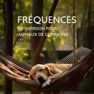 Fréquences de guérison pour animaux de compagnie: Musicothérapie Hz, Relaxation pour chiens, Sons anti-stress et anxiété - Pet Relax Academy