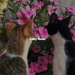 Catty Notes - Música Romántica para Bares en México City