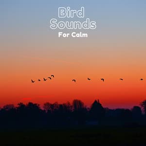 Bird sounds for Calm - Natural Sample Makers