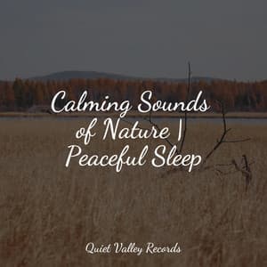 Calming Sounds of Nature | Peaceful Sleep - Nature Chillout