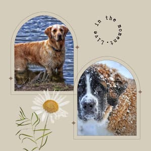 Guitar Chill Out - Background Music for Dog Calming - Relaxing Dog Music Society