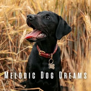 Melodic Dog Dreams: Calming Piano Meditations for Restful Sleep - Piano Prayer