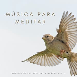 Música Para Meditar: Sonidos De Las Aves En La Mañana Vol. 1 - Mantra para Meditar