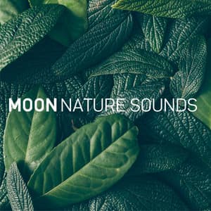 8D Ocean Waves - Moon Tunes
