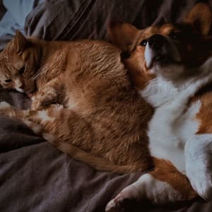 Pet Pawprints: Lofi Tunes for Shared Joy - Lo Fi Hip Hop