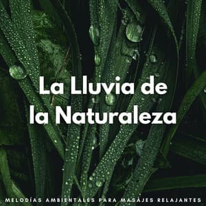 La Lluvia De La Naturaleza: Melodías Ambientales Para Masajes Relajantes - Lluvia Relajante
