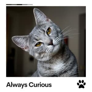 Always Curious - Music For Cats