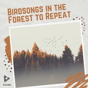 Birdsongs in the Forest to Repeat - #Calming