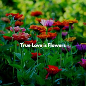 True Love is Flowers - Cafe de Musica Instrumental